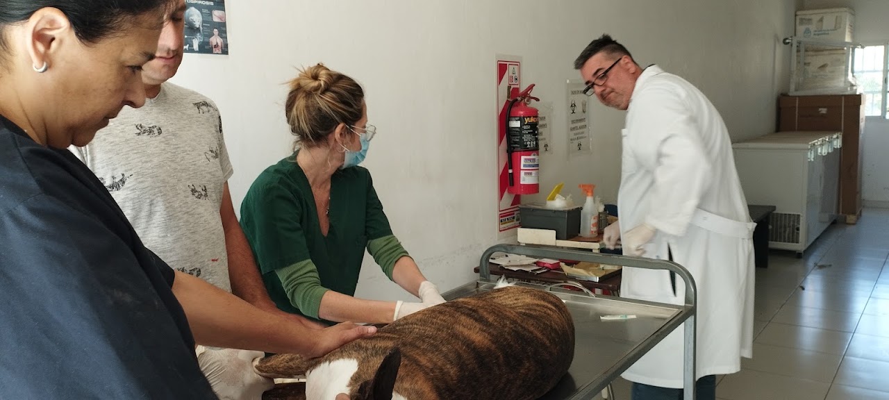 Equipo de Veterinaria Latidos atendiendo a una mascota