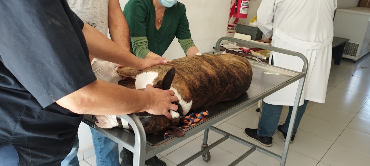 Veterinarios revisando a un paciente en Veterinaria Latidos
