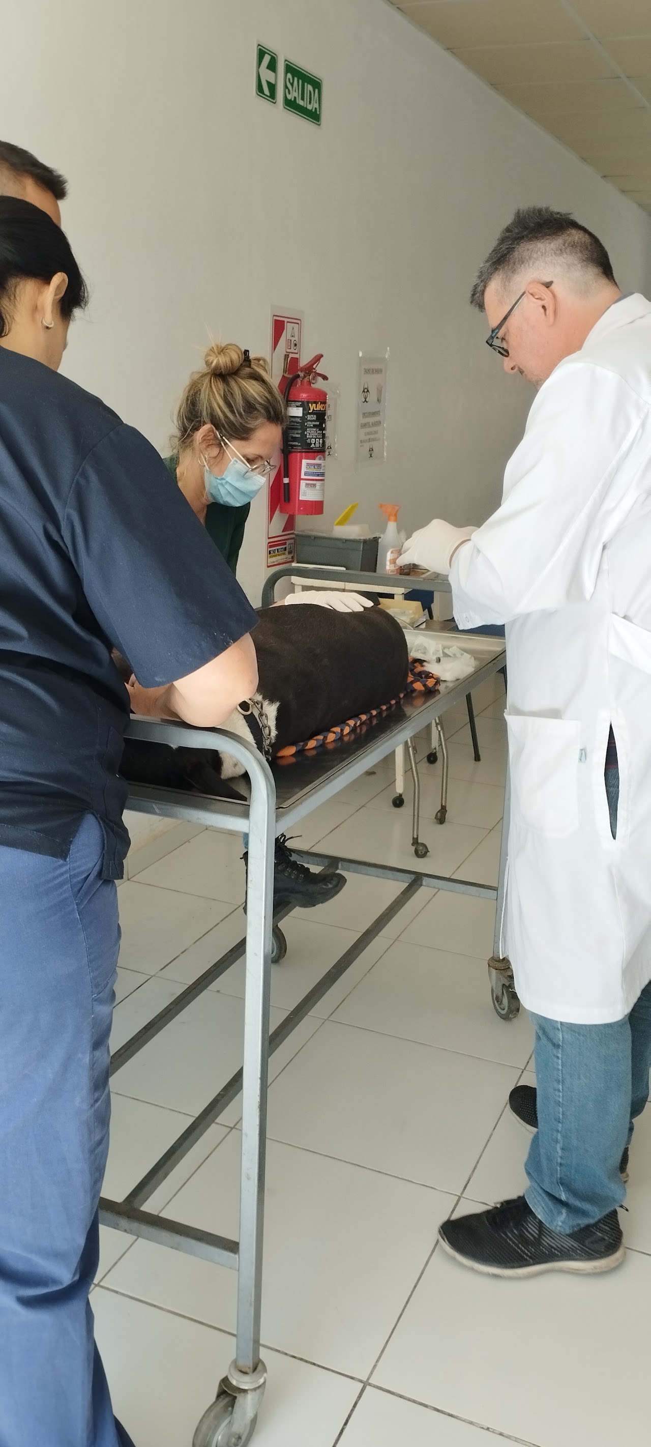 Consulta veterinaria en Veterinaria Latidos